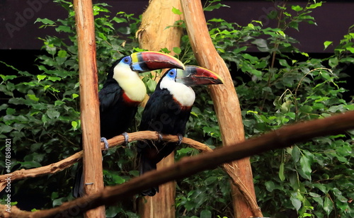 Couple de toucans à bec rouge perchés photo