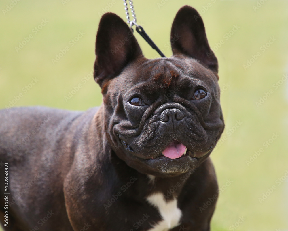 Fototapeta premium French Bulldog