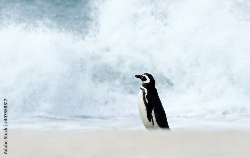 Obraz premium Magellanic penguin standing on a sandy beach and watching stormy ocean