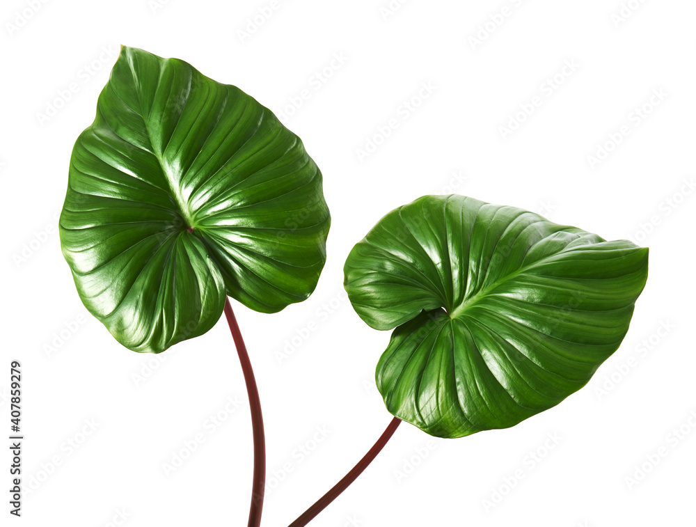 Homalomena foliage, Green leaf with red petioles isolated on white