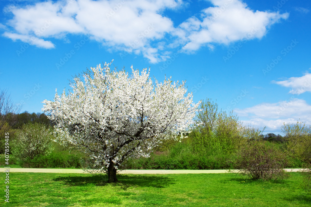 Spring landscape, Blooming white cherry tree flowers, grass and blue sky as nature spring background Spring landscape, Blooming white cherry tree flowers, grass and blue sky as nature spring background