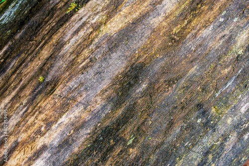 Colorful wooden stained texture, rot wet log background