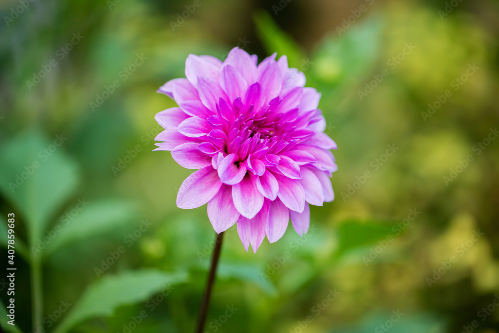 Obraz premium 紫のダリア