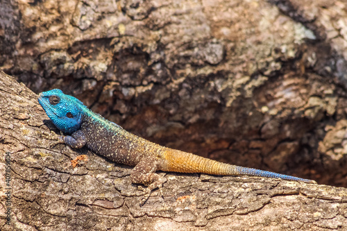 Photography Colorfull lizard
