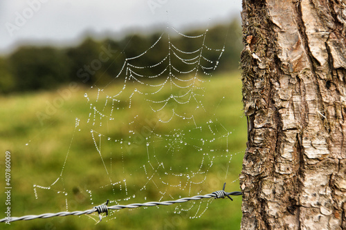 Closeup shot of a spider web on a tree trunk