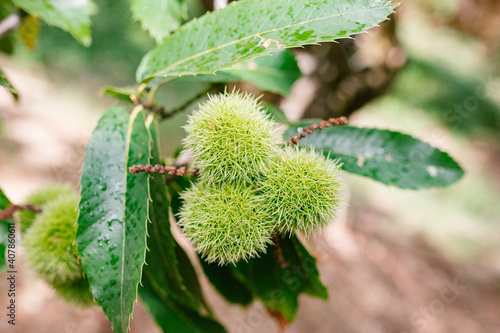 Group of Three Chestnuts in their chestnut tree