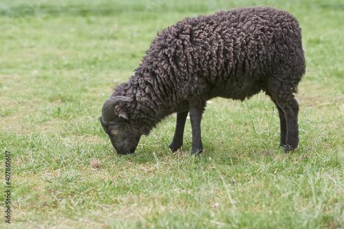 Young black male ouessant sheep