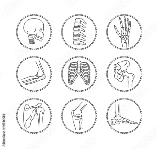 human bone and joint icon set, thin line design in circle frame