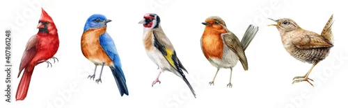 Panel kuchenny z motywem Bird set watercolor illustration. Red cardinal, eastern bluebird, goldfinch, robin, wren close up images. Realistic garden and forset birds collection element. Beautiful avian set on white background.