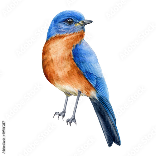 Bluebird watercolor illustration. Tiny bird wih blue feathers. Hand drawn realistic north america avian. Beautiful songbird element. Eastern bluebird single close up image on white background. © anitapol