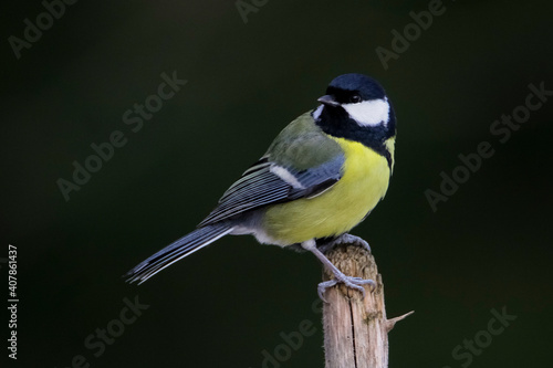 Beautiful nature scene with Great tit (Parus major).