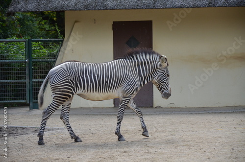 Grevy zebra  Equus grevyi  in the Frankfurt zoo