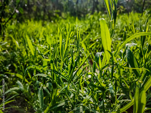 Lathyrus sativus  also known as grass pea  chickling vetch  Indian pea  is a legume  family Fabaceae  commonly grown for human consumption and livestock feed in Asia and East Africa.