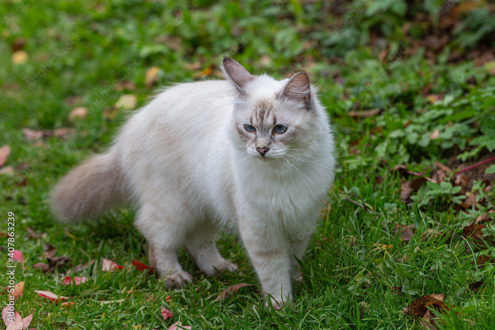 Picture of a nevsky masquerade cat in a garden stock photo