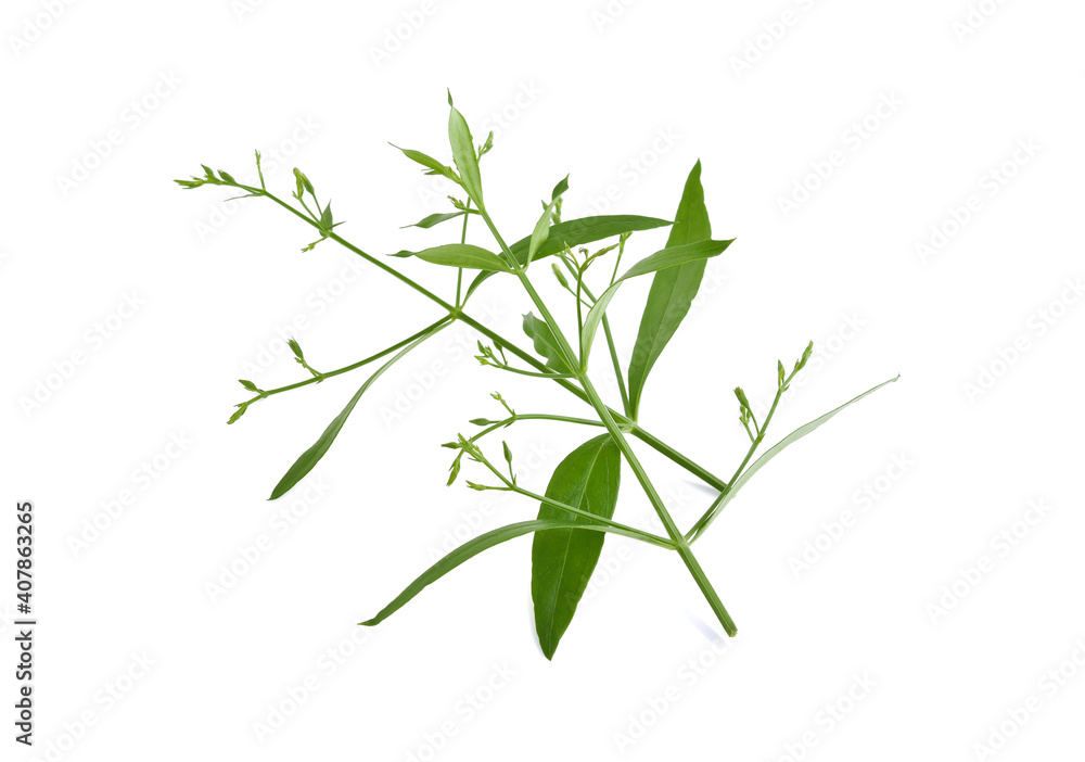 Andrographis paniculata plant on white background Andrographis paniculata plant on white background