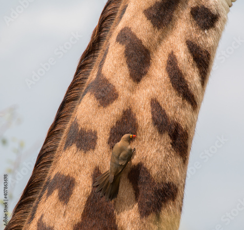 Schilderij op canvas red billed oxpecker on giraffe pattern