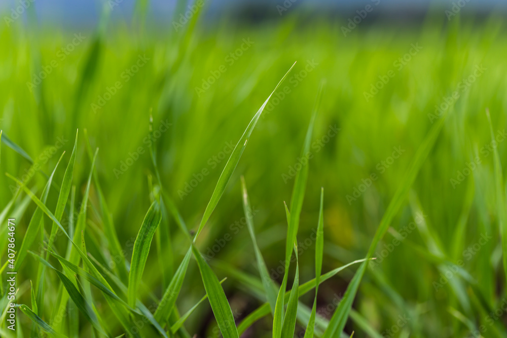 Close up green agricultural wheat field in spring. Countryside landscape. Close up green agricultural wheat field in spring. Countryside landscape.