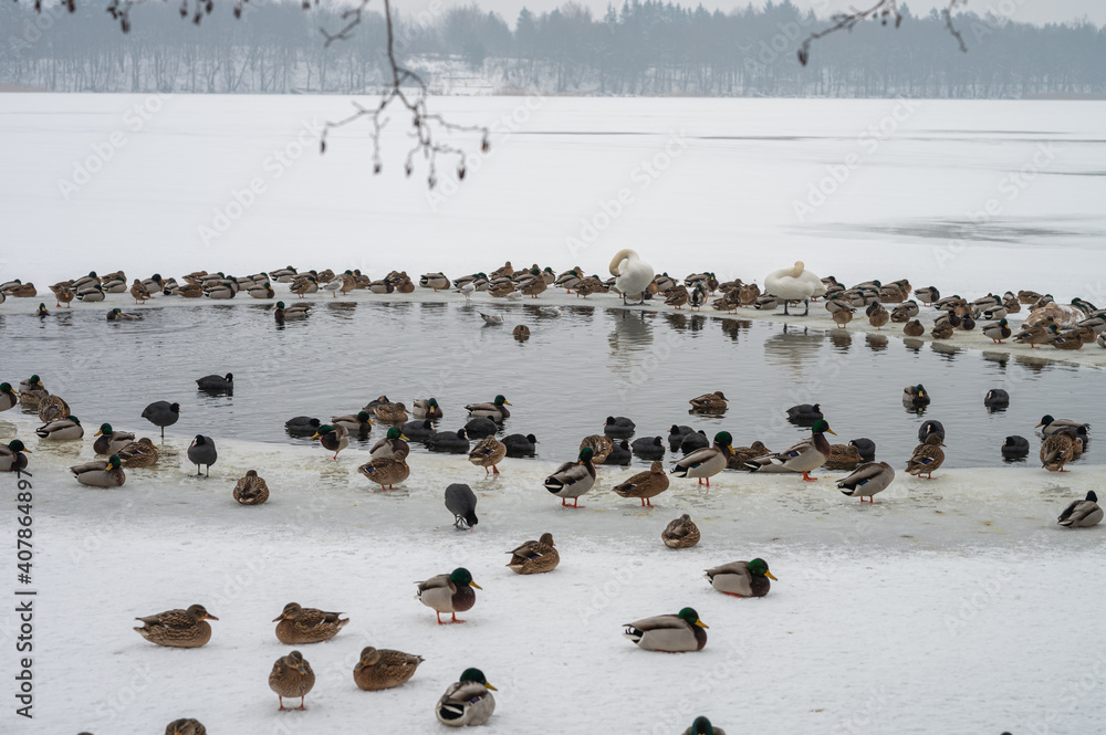 Fototapeta premium swan duck birds on a frozen lake in Mragowo