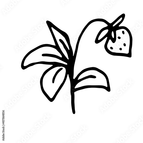 Fototapeta Naklejka Na Ścianę i Meble -  Strawberries with leaves on a white background. Scribble. Vector illustration. Hand drawing.
