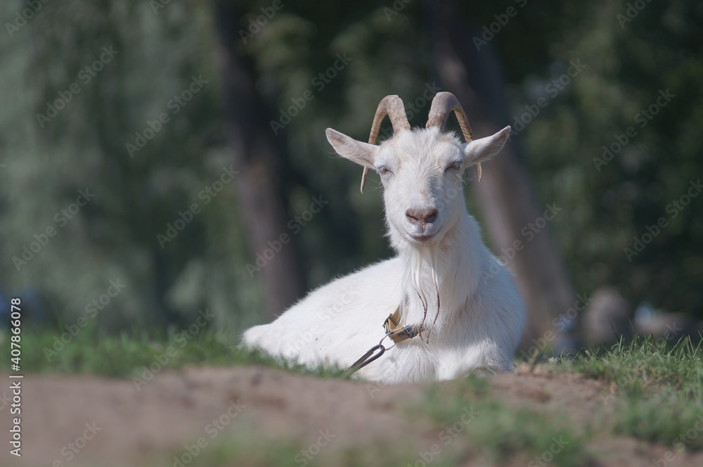 a portrait of a white goat laying on green grass. High quality photo a portrait of a white goat laying on green grass. High quality photo