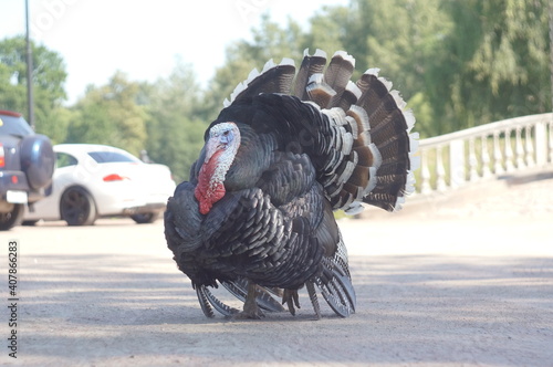 adult male turkey. the turkey is all alone on the road. on the background cars are parked. High quality photo
