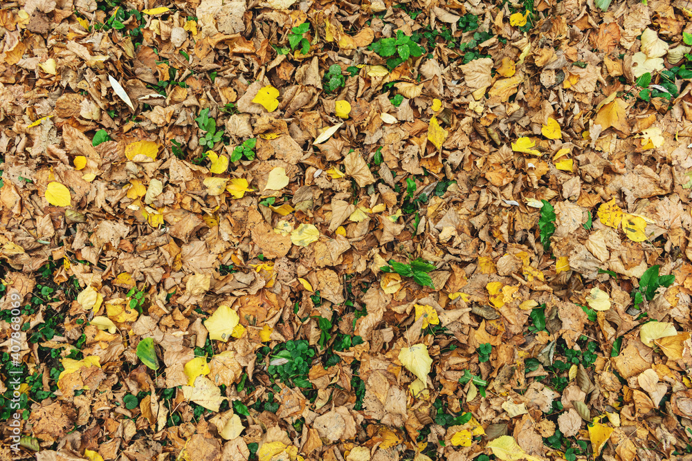Fallen yellow leaves in the Park, texture, autumn concept Fallen yellow leaves in the Park, texture, autumn concept