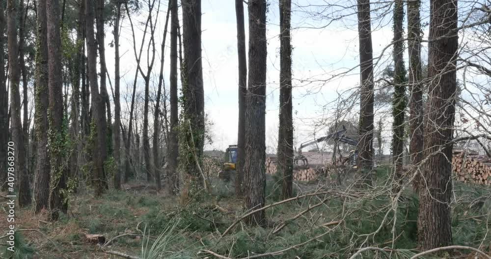 machines for the forest industry in action