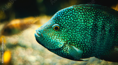 Closeup shot of a green cichlasoma fish inside a tropical aquarium photo