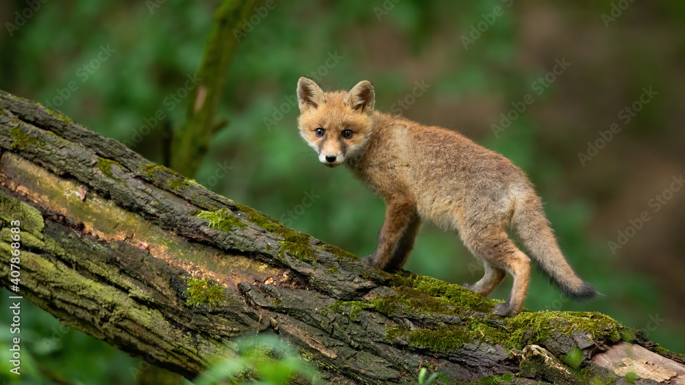 Obraz premium Little red fox, vulpes vulpes, cub looking to the camera in forest in summer. Juvenille mammal observing on tree in woodland. Young orange predator standing on wood.