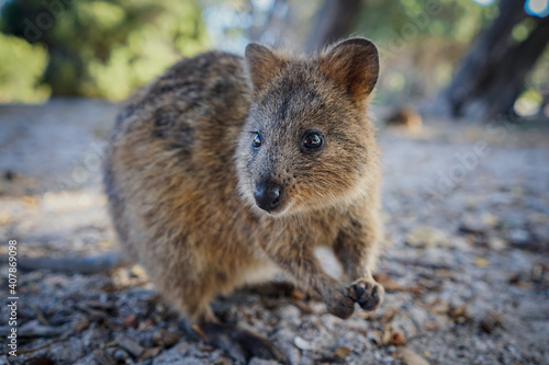 Quokka in western australia  photo