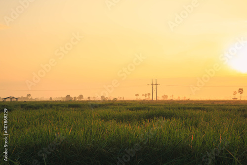 Rice fields with the morning sun
