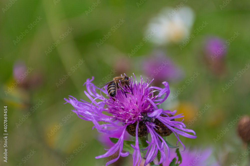 bee on a flower bee on a flower