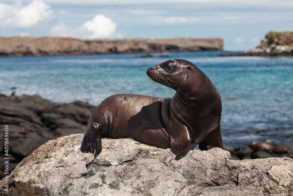 Fototapeta premium Ecuador. Galapagos Islands. Plaza Sur island. Galapagos sea lion (Zalophus californianus) on a rocky shoreline. Seals of Galapagos Islands.