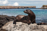 Ecuador. Galapagos Islands. Plaza Sur island. Galapagos sea lion (Zalophus californianus) on a rocky shoreline. Seals of Galapagos Islands. 
