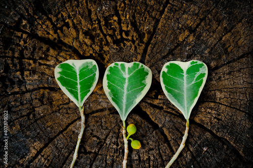 Heart shape leaves on old tree stump. Ecology concept and nature love concept