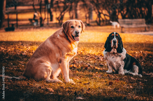 dog in the park