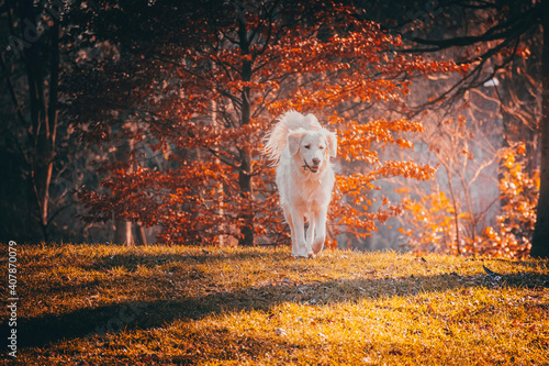 horse in the woods