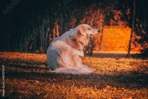 golden retriever running in the field