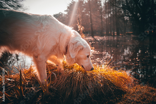 dog in the woods