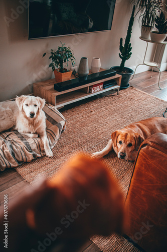dog and cat