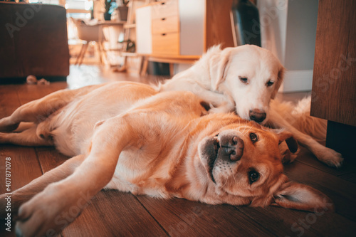 golden retriever puppy