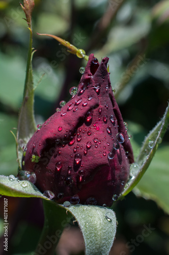 Vertical shot of an unbloomed red rose covered in morning dew photo