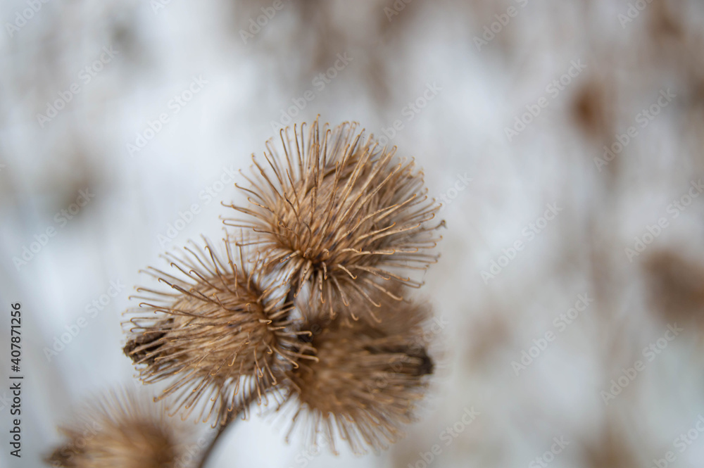Dry burdock in winter on a blurred background Dry burdock in winter on a blurred background