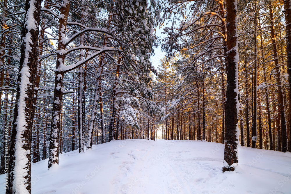 Fototapeta premium Winter landscape. Snow-covered pine forest on a sunny day