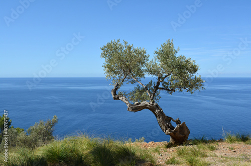 Fototapeta Naklejka Na Ścianę i Meble -  Olivenbaum nahe Port de Soller, Mallorca, Spanien