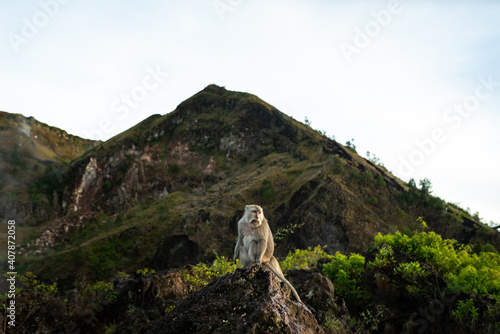 Photography monkey sitting looking towards the horizon
