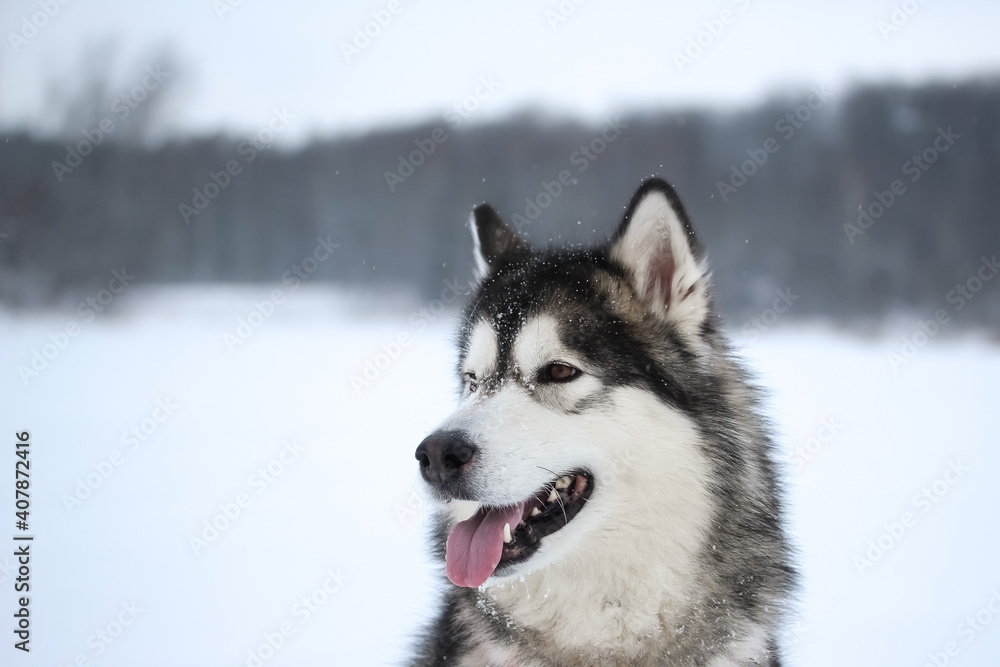 An adult gray-spirited dog of the Alaskan Malamute breed walks on the street in snowy weather Moscow region