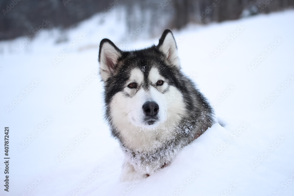 An adult gray-spirited dog of the Alaskan Malamute breed walks on the street in snowy weather Moscow region