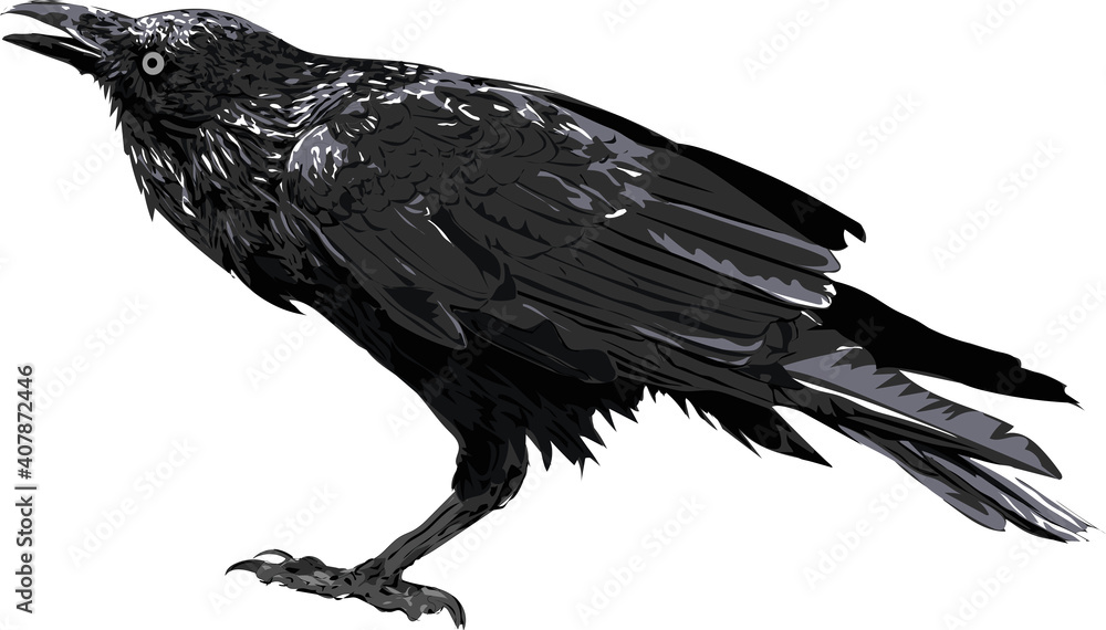 Fototapeta premium Raven / Crow/ Original art / Isolated vector illustration.