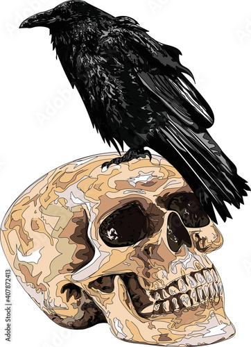 Raven on skull / Original vintage art  / Isolated vector illustration.